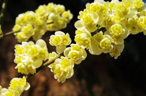 花卉木姜子花的养护方法