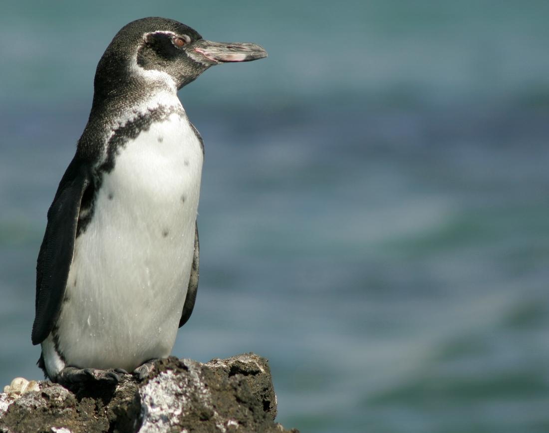 唯一生活在赤道地区的企鹅, 一共只有1000来只