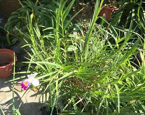 盆栽花卉竹叶兰的养护方法