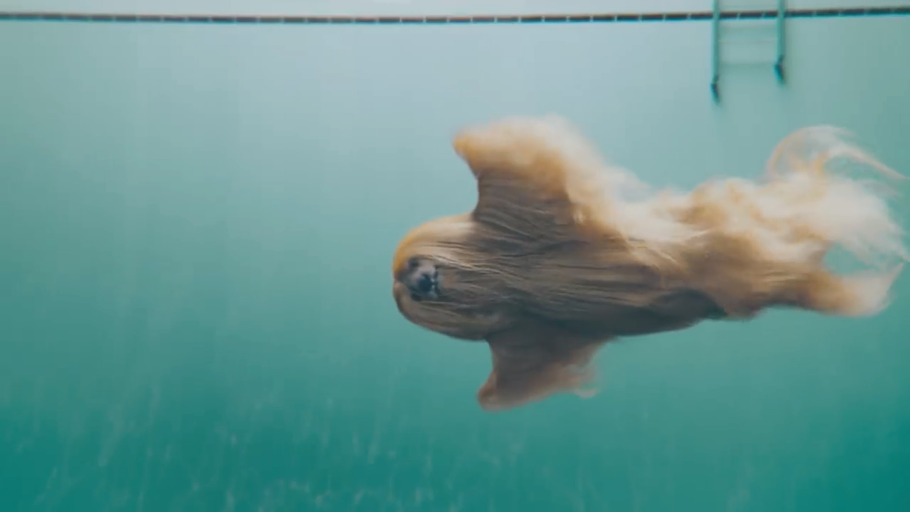 这可不是什么水怪这是阿富汗猎犬在游泳纵享丝滑狗中颜霸