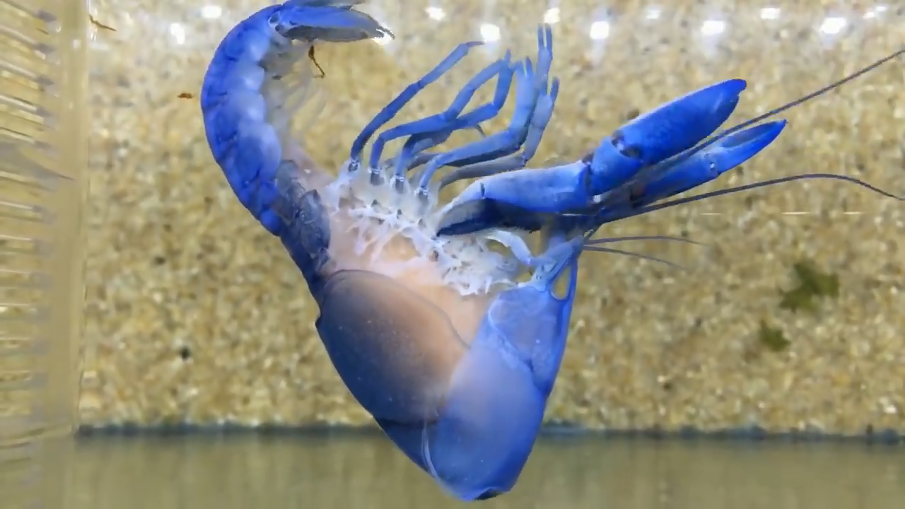 蓝色小龙虾全身狂抽搐,"唰"的一下脱壳,上演了一场华丽变身