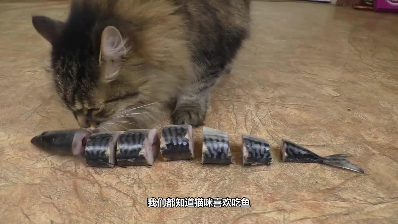 为何猫吃鱼从来不怕卡刺?画面放慢100倍后?解