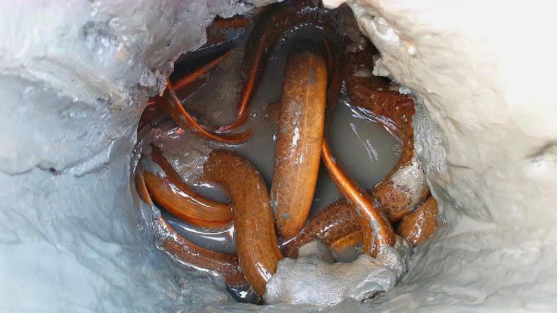 农村小伙捕黄鳝技术好厉害,随手一掏,2斤大黄鳝就到手了