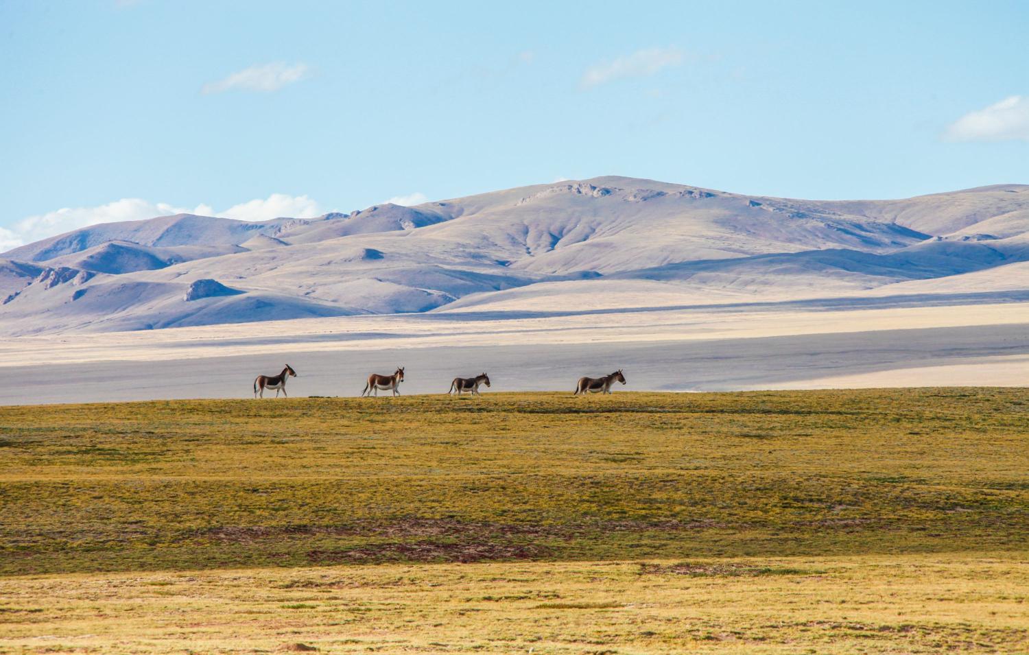 中国可可西里, 人类发展史上的最后一块净土之一, 专家这样描述它