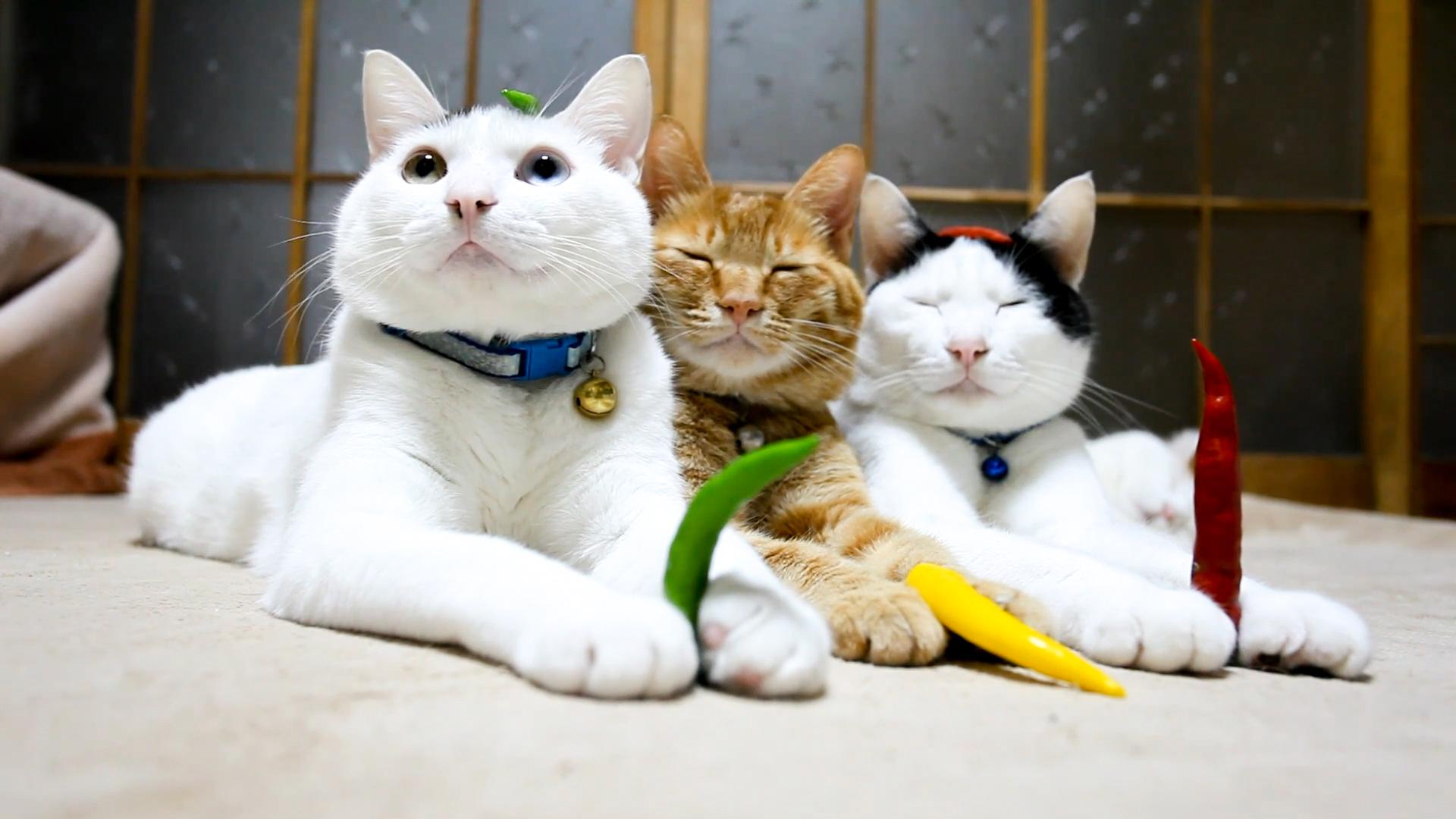 这三只猫大叔的老家应该是四川的,不然它们不会抱着辣椒拍照