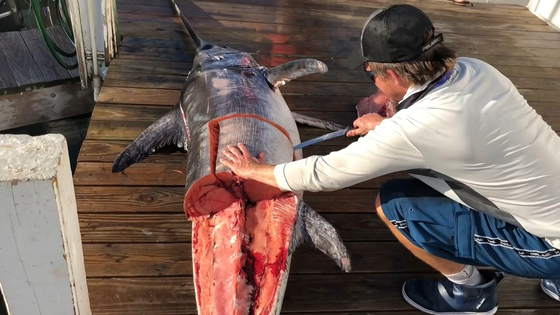 意大利渔民海钓捕获三百斤巨型剑鱼,快刀切开肉质橘红诱人!