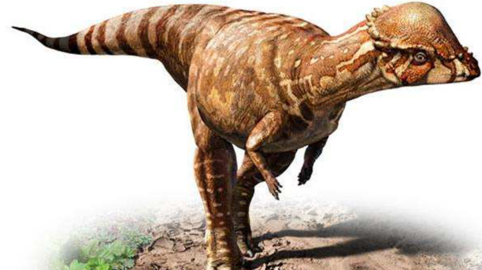 冲击力超强的恐龙被发现,头部长着大硬包,能轻松将猎物撞飞
