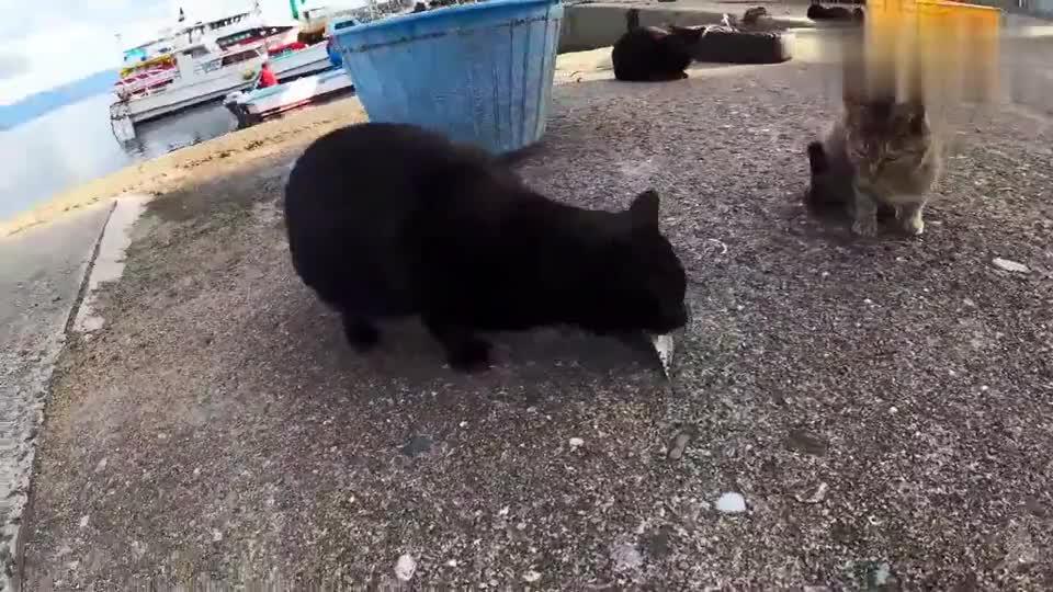 为何猫吃鱼从来不怕卡刺?画面放慢100倍后?解