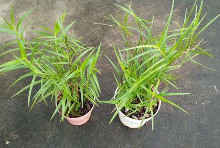 盆栽花卉竹叶兰的养护方法