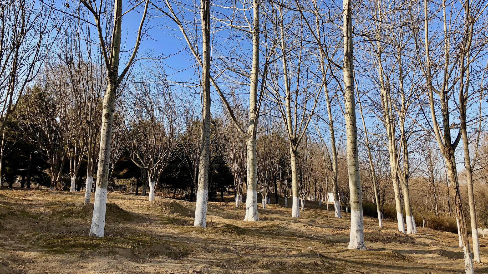 冬日景色:白杨礼赞白杨树,笔直挺拔不畏寒,北京奥森