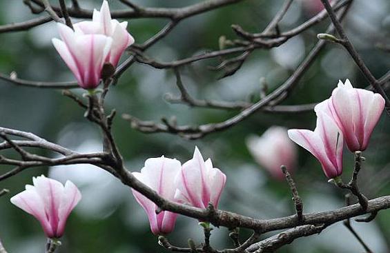 花卉天目木兰的养护方法