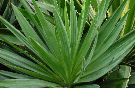 盆栽弯叶丝兰的养护方法