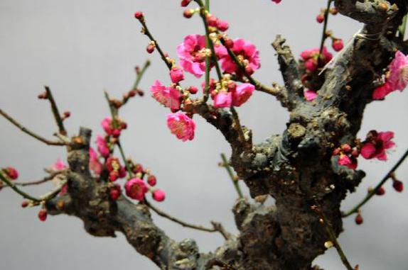 庭院铁梅花的养护方法