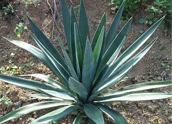 盆栽弯叶丝兰的养护方法