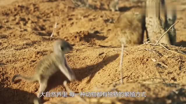 现实版鸠占鹊巢 杜鹃幼雏毛还没长齐呢 竟开始干坏事了 现实版鸠占鹊巢 杜鹃幼雏毛还没长齐呢 竟开始干坏事了