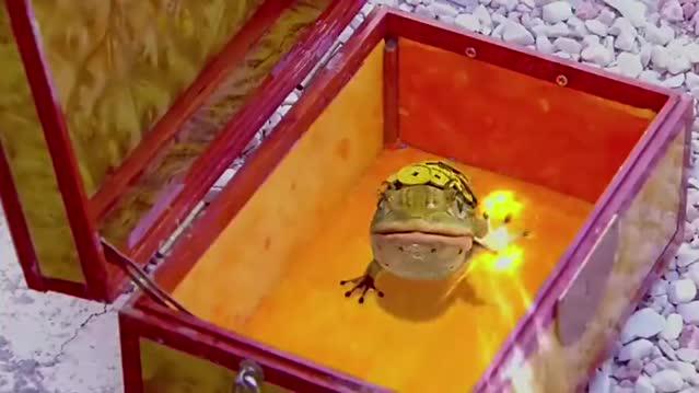 黑大王趁机挟持九妹,要他们放了金蟾,小黑小打败黑大王