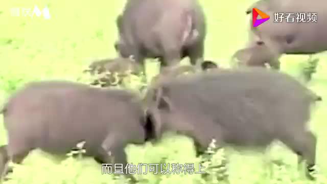 世界上最强悍的猪正面刚狮子老虎动物界的重型坦克