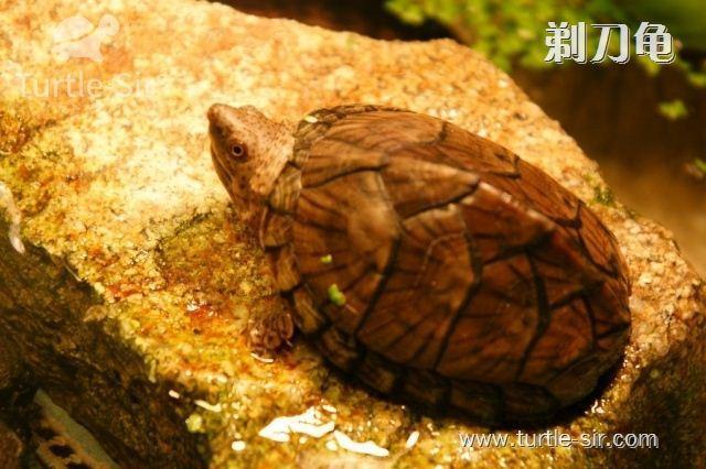 剃刀龟如何安全饲养?|剃刀|龟|用量|干虾|水源污染_新浪新闻