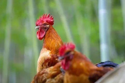 本地鸡窝电话地址全解析,如何快速找到优质土鸡货源