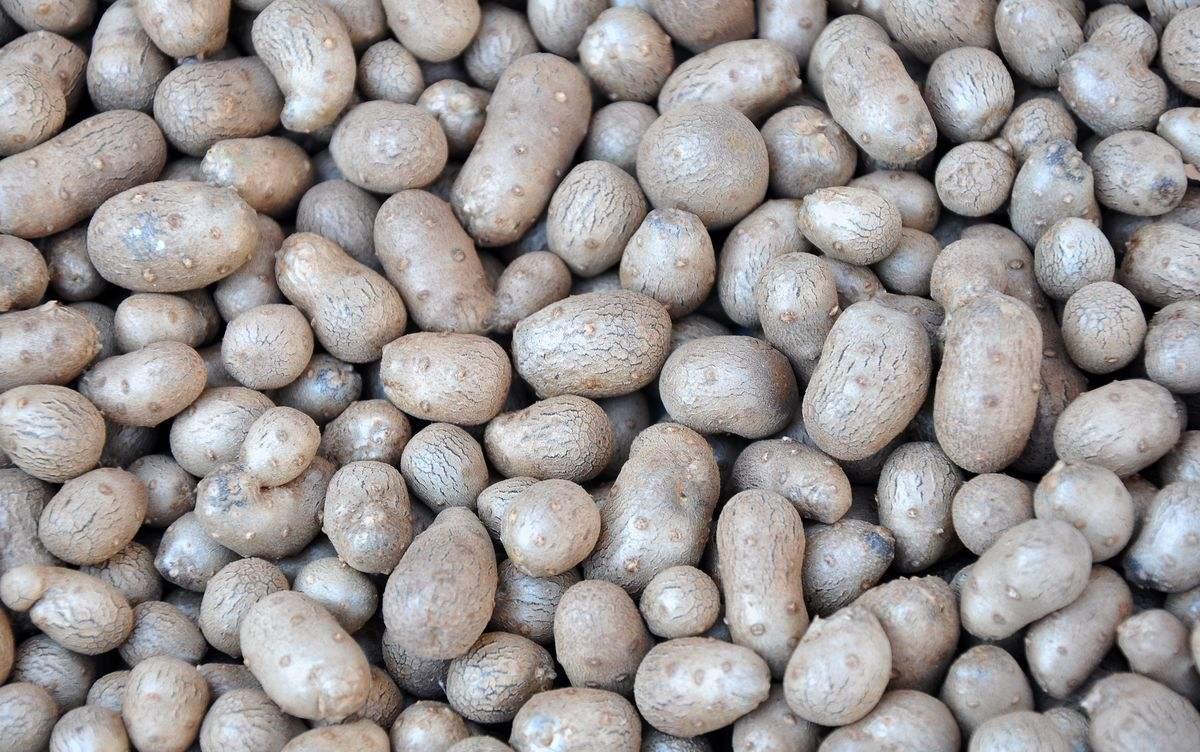 山药豆(山药豆是怎么长出来的)