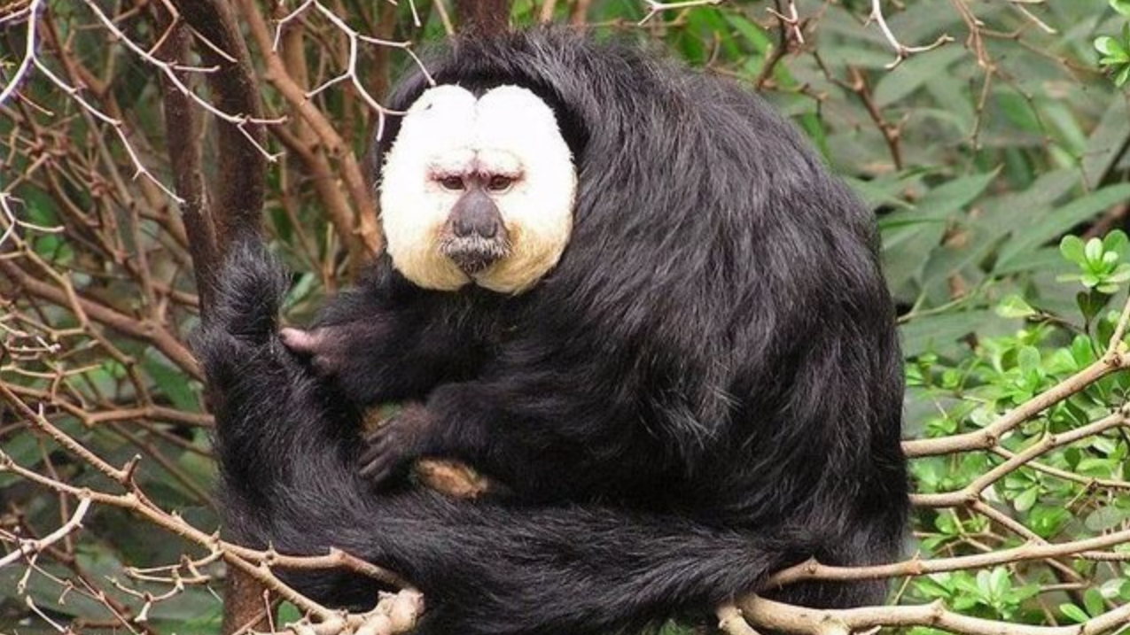 曾被定义为灭绝的动物,失踪了80年又重新出现,这是什么情况?