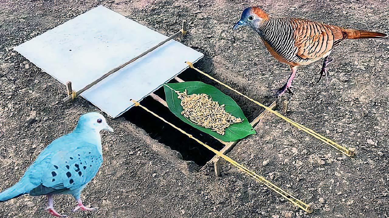 小伙发明制作这样一个捕猎陷阱效果还不错真聪明