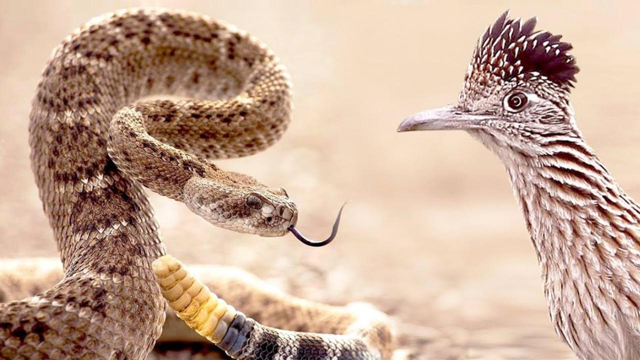 非洲猎鹰与响尾蛇正面交锋,作战结果让人意想不到