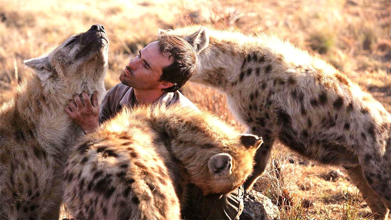 非洲人把鬣狗当宠物,这种"目中无人"动物,他们是如何征服的?