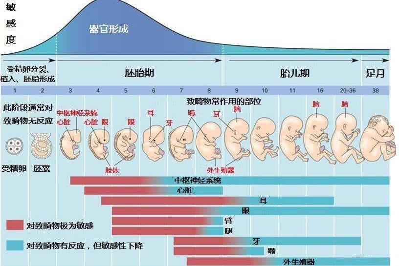 1张图告诉你,怀孕2到16周胎儿的整个发育过程,让人泪目|胎儿|发育|宝宝_新浪新闻