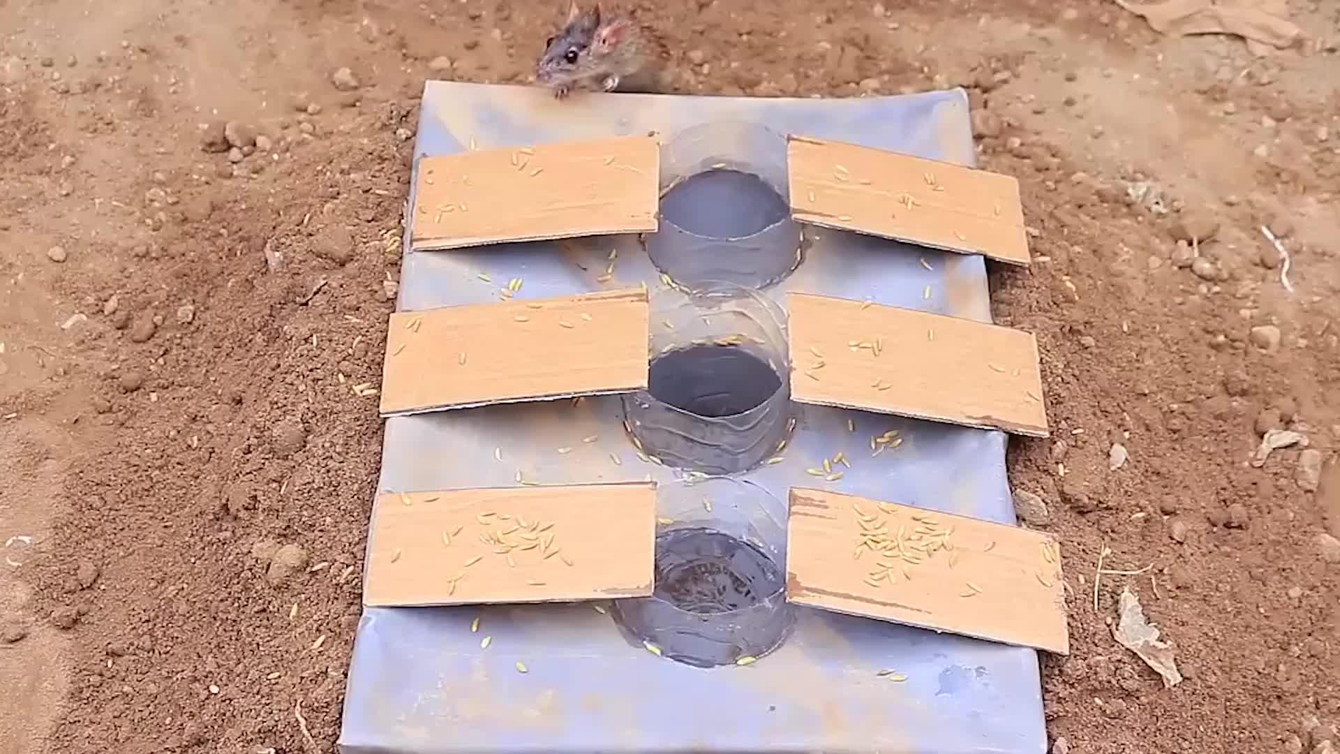 哪个缺德鬼设计的捕鼠陷阱根本不给老鼠活路工具非常简单