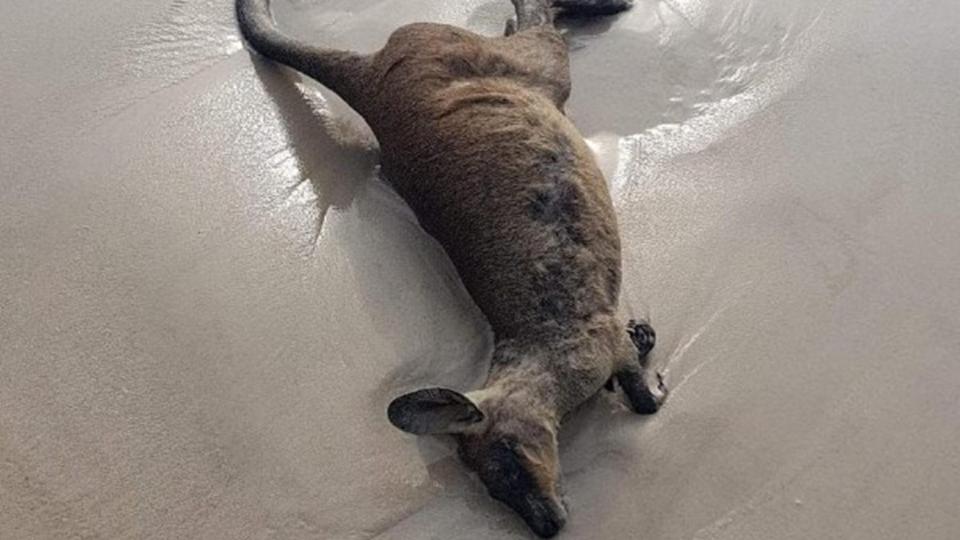 心碎为逃离山火死亡 40只袋鼠横尸海滩触目惊心