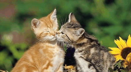 6. 豚鼠.这萌萌哒的小玩意亲热起来也是挺有爱.5. 虎皮鹦鹉.