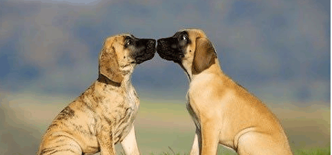 动物亲嘴照, 大象为了接个吻鼻子都打死结了|大象|鼻子|亲热_新浪新闻