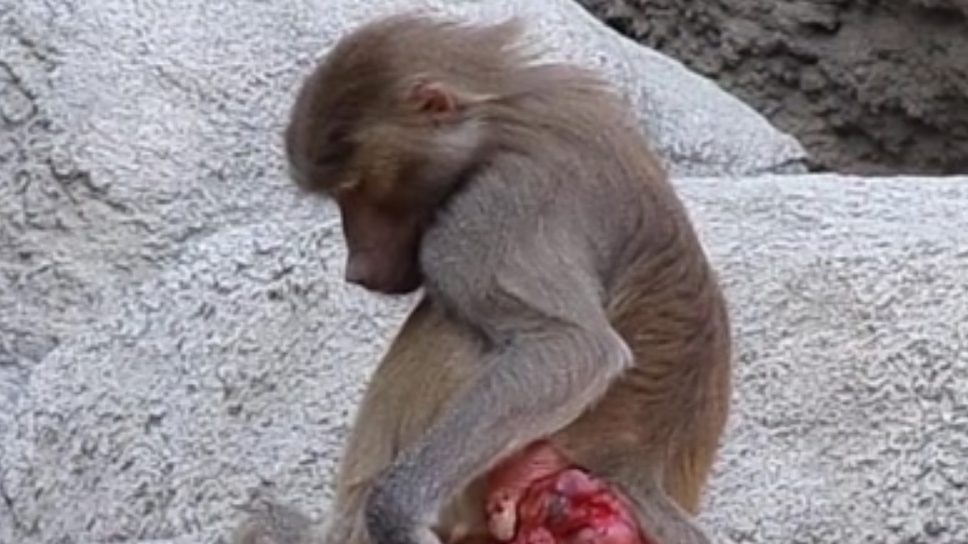 动物园里面的狒狒,为什么臀部老是又红又肿,原因让人想笑