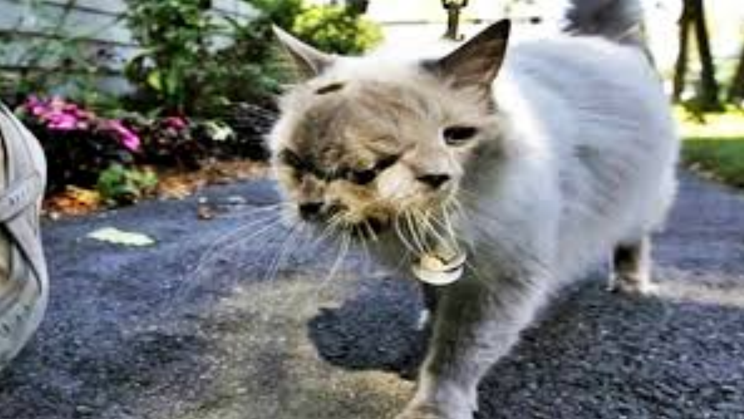 日本福岛核泄漏曝光:变异生物满街跑,沿海"狼鱼"到处游