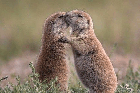 12. 海狸.哎哟喂,啥时候学会站起来亲热了?13.马.