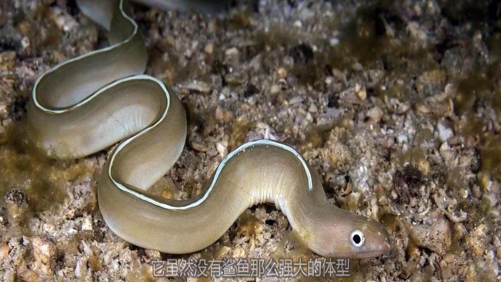 凶猛的海鳗捕杀鲨鱼,一口咬住并吞入口中,结局尴尬了