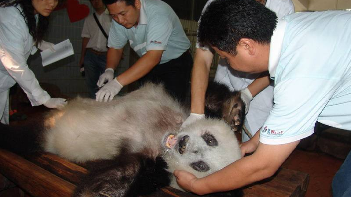 大熊猫死后国家会怎么处理呢?真是心疼我们的国宝,太狠心了