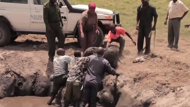 马陷进泥潭被困住, 悲伤的留下眼泪,看看俄罗斯