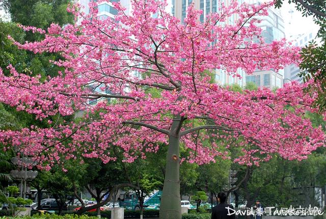 这一树树粉色的花让深圳充满春天的气息猜猜是什么
