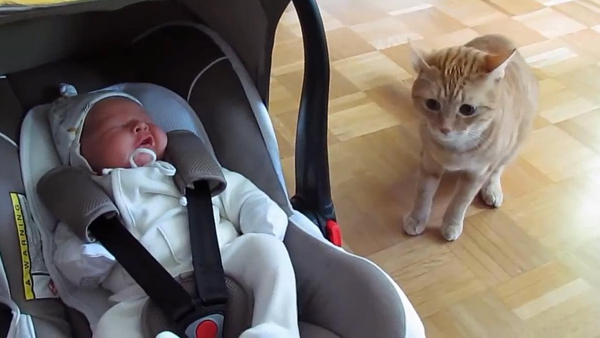 猫看到刚出生的婴儿是什么反应?就像动物园看