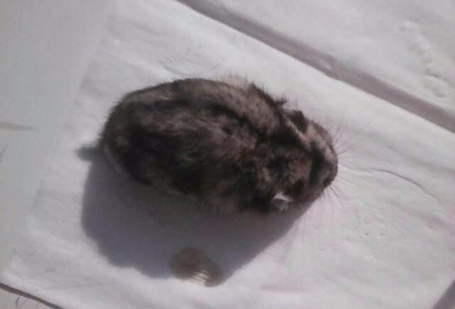 仓鼠死了后被主人埋进土里, 一年后的惊喜让主人泪崩!