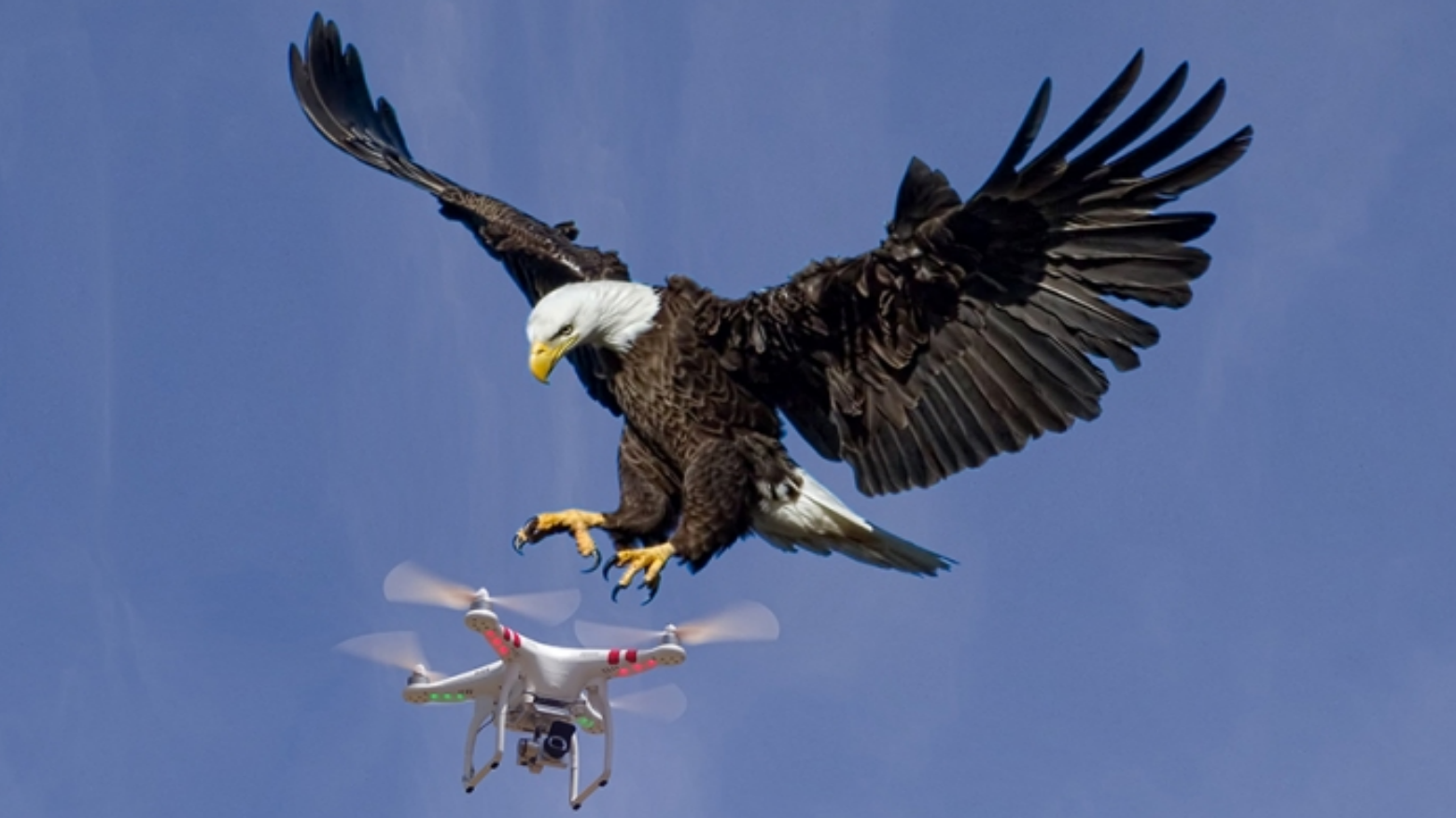 无人机正在航拍雪山,一只老鹰突然飞过来,下一秒悲剧的事发生了