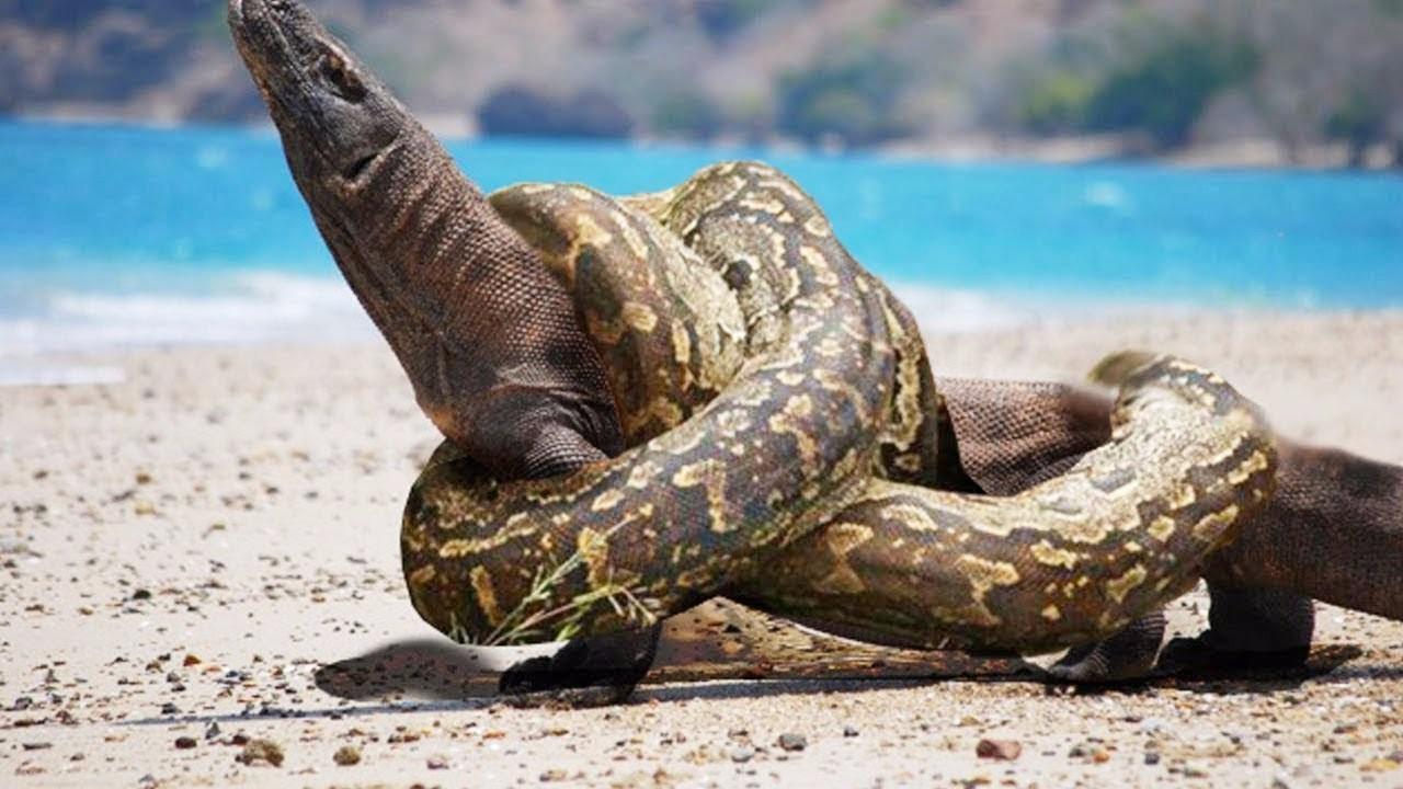 蟒蛇vs巨蜥,实力的较量!