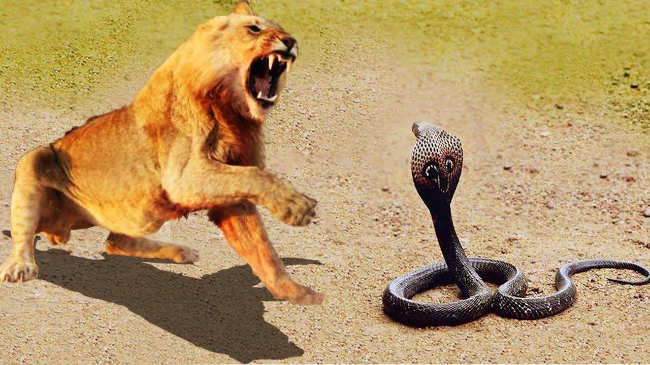 眼镜蛇挑战两只小狮子主动发起攻击镜头拍下全过程