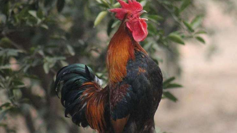 为什么公鸡每天能准时打鸣?难道它会算时间,看完涨知识了