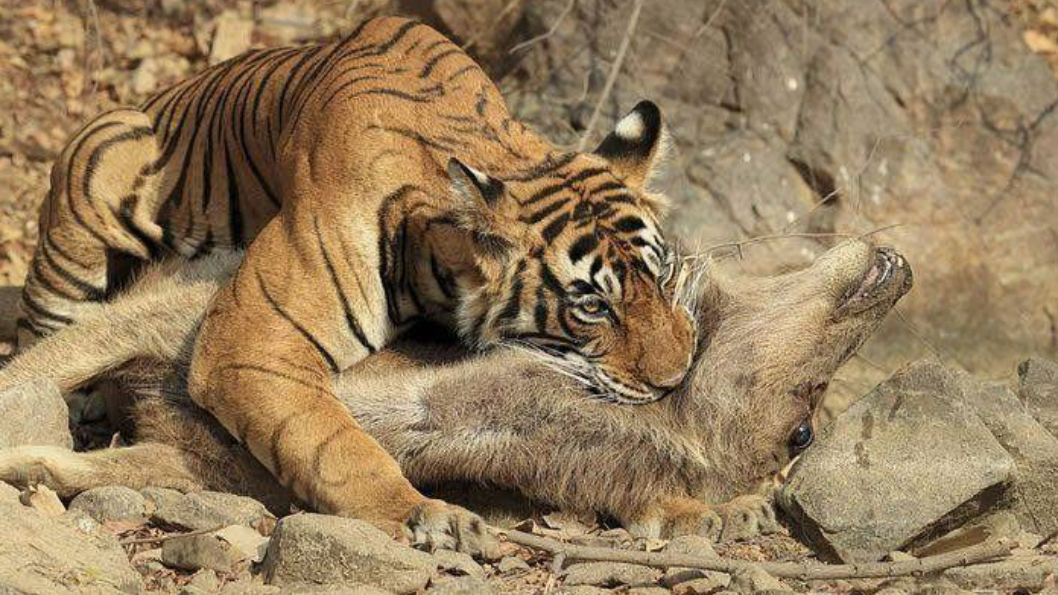 为什么老虎不吃狼,狮子不吃鬣狗,看完才发现老虎狮子真聪明