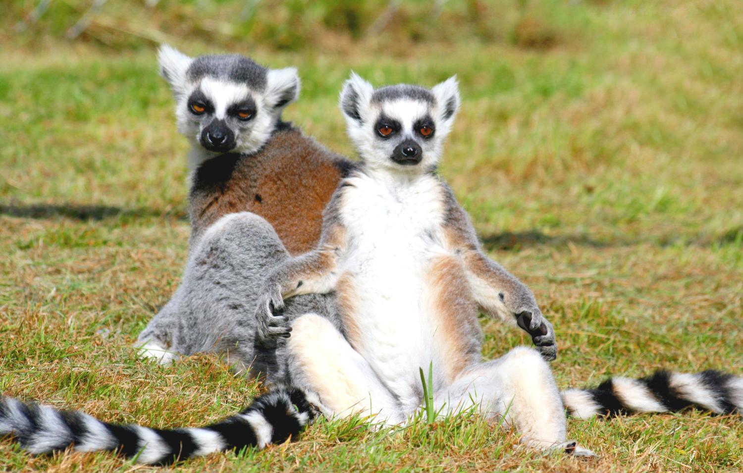 这种动物是生活在北美, 是浣熊的一种, 尾巴关键时刻能救命