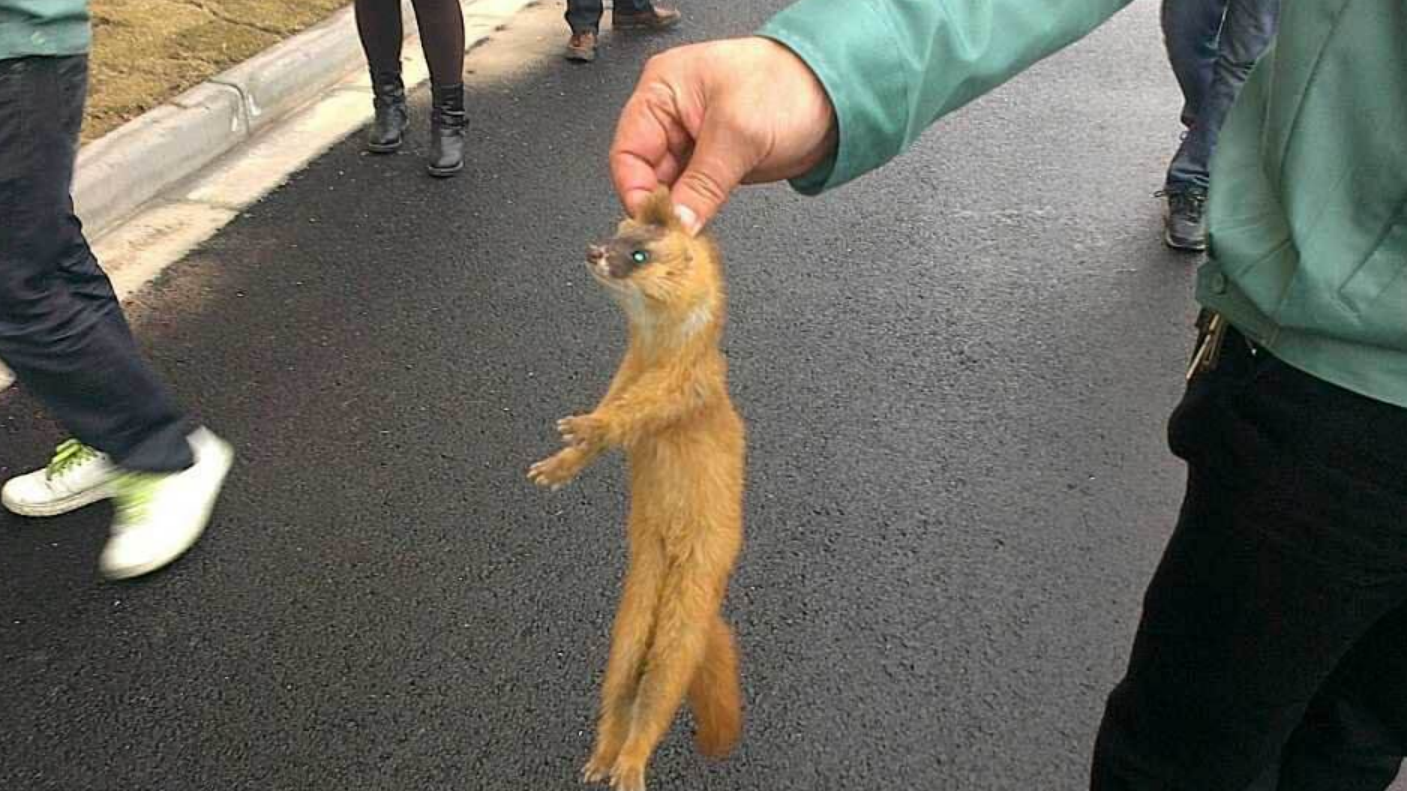 为什么农村老人说黄鼠狼不能杀?科学研究后发现,原来真的不能杀