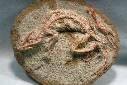 男子野外捡回球状怪石,专家的话,让他顿时气晕了